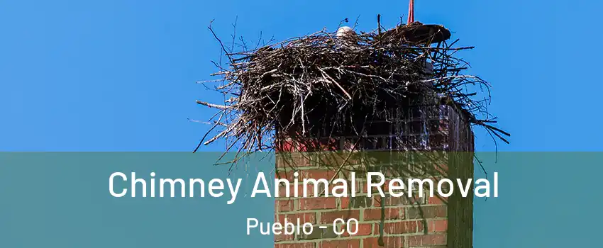  Chimney Animal Removal Pueblo - CO