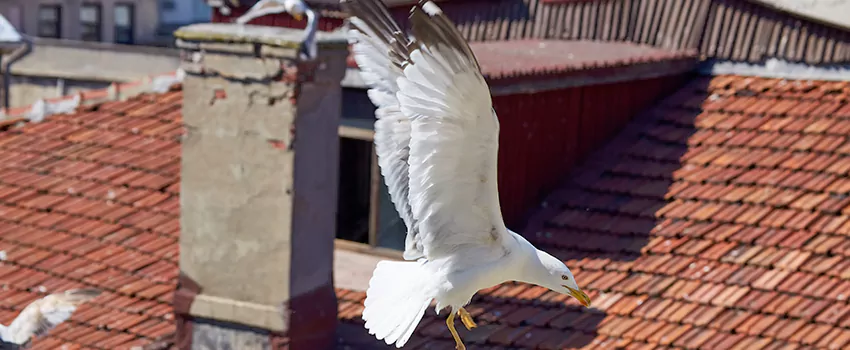 Residential Chimney Animal Removal Solution in Pueblo, CO