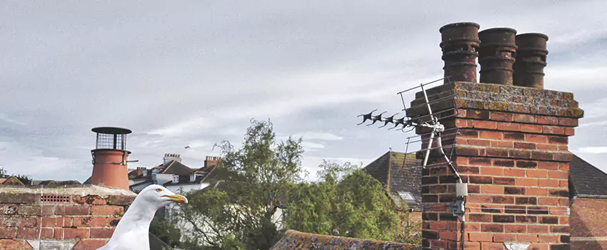 Chimney Cleaning And Restoration in Pueblo, Colorado